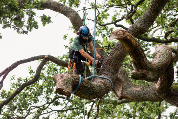 Best Root Management and Removal  in Highlands, CA