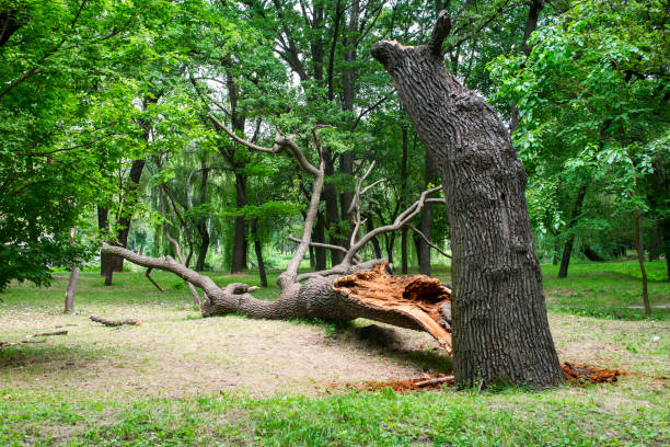 Highlands, CA Tree Care Company