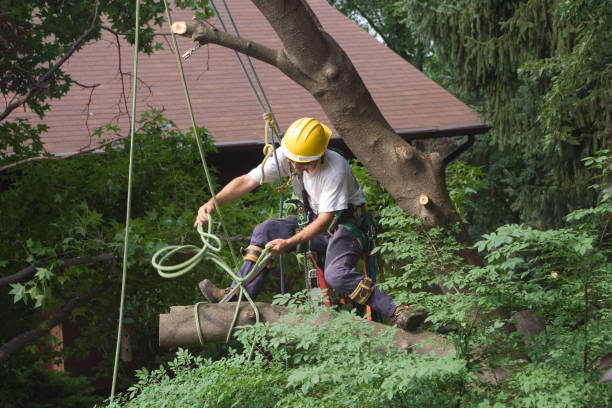 Best Leaf Removal  in Highlands, CA