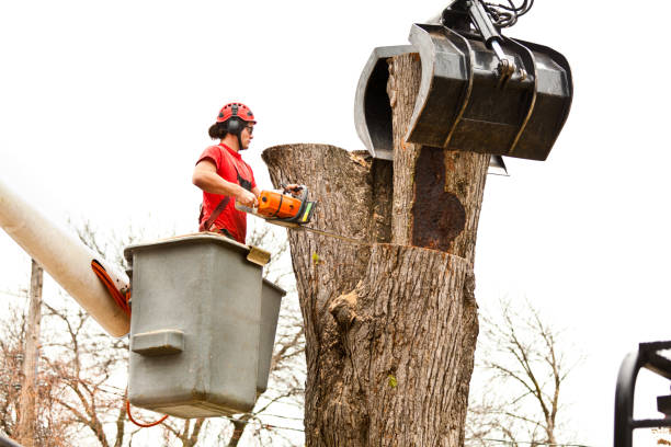 Best Tree Mulching  in Highlands, CA